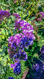 Close-up of purple flowers