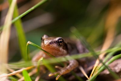 Close-up of lizard on grass