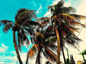 Low angle view of palm tree against blue sky