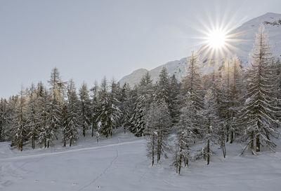 Animal tracks in the snow landscape with sunstar