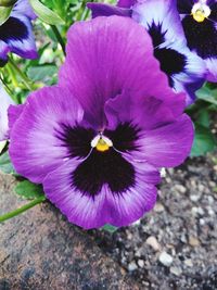 Close-up of purple crocus