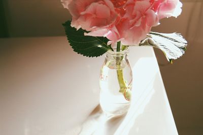 Close-up of pink rose