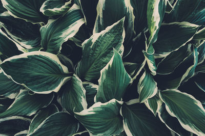 Full frame shot of leaves