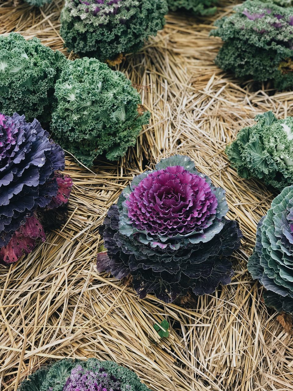 HIGH ANGLE VIEW OF PURPLE FLOWERS ON PLANT