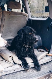 Black dog sitting in car