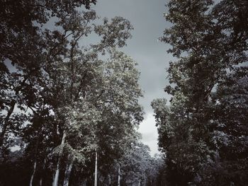 Low angle view of trees in forest against sky