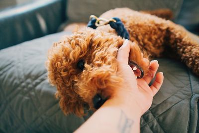 Close-up of hand holding dog