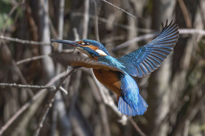 Close-up of bird flying