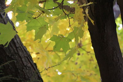 Close-up of fruit tree