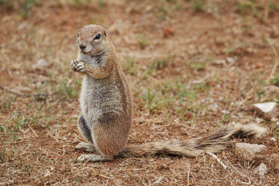 Close-up of marmot sitting on field