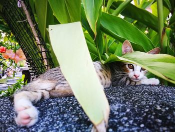 Close-up of a cat