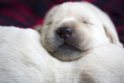 Close-up portrait of dog sleeping