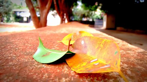 Close-up of leaf on tree