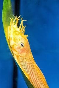 Close-up of fish swimming in sea