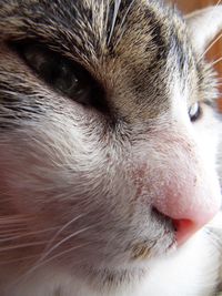 Close-up of dog looking away