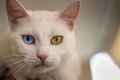 Close-up portrait of cat