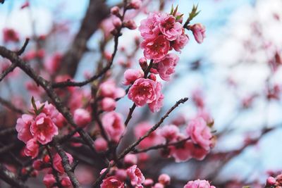 Close-up of pink cherry blossoms in spring