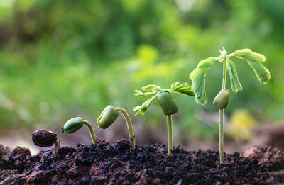 Close-up of plants growing on field