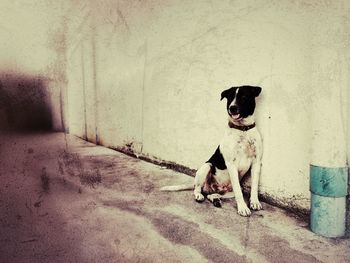 Portrait of dog sitting outdoors