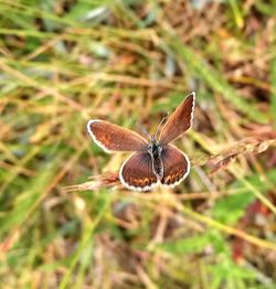 Close-up of insect