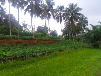 Scenic view of trees on field against sky