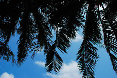 Low angle view of palm trees against blue sky