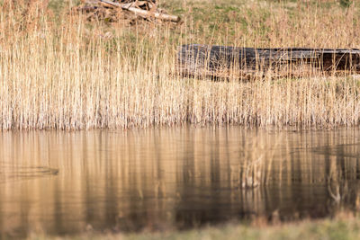 Reflection of plants in water