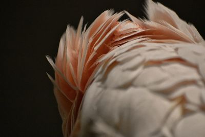 Close up of leaf