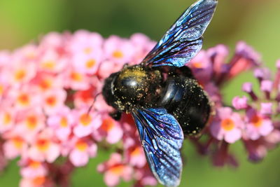 Close-up of butterfly on purple flower