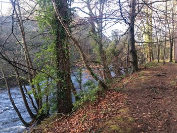 Bare trees in forest