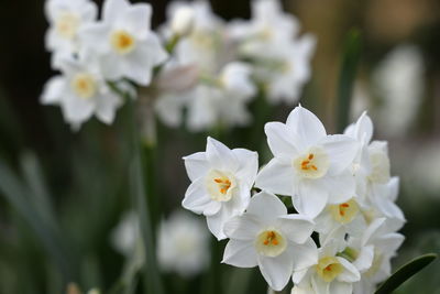 Close-up of white flowering plants