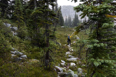 Back view of male traveler trekking along trail in woods in highlands