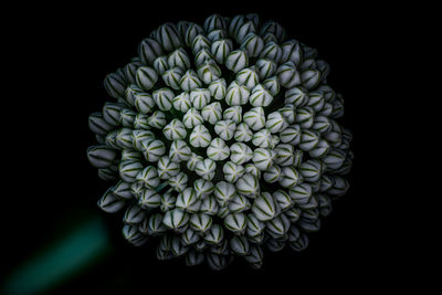 Close-up of succulent plant against black background