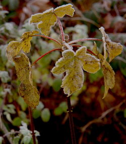 Close-up of wilted plant with red leaves