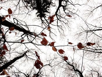 Low angle view of flower tree in winter