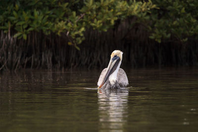 Swimming male brown pelican pelecanus occidentalis at tigertail beach in marco island, florida