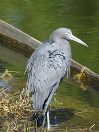 Gray heron in lake