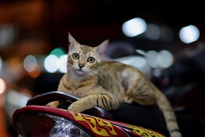 Portrait of cat sitting