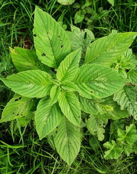 High angle view of green leaves on field