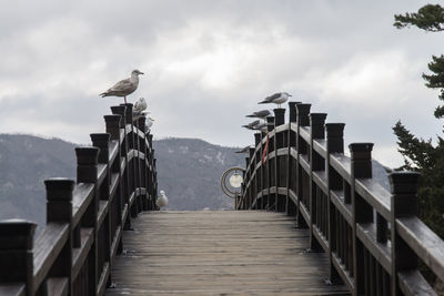 Bird perching on boardwalk against sky