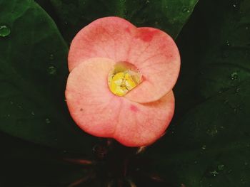 Close-up of wet pink flower against black background