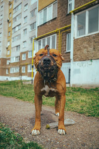 Dog sitting on street