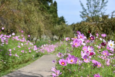 Purple flowering plants in park