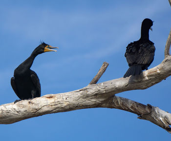 Low angle view of bird perched against blue sky