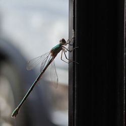 dragonfly