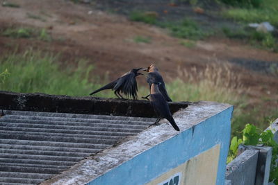 Bird flying over wooden railing