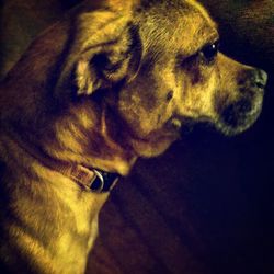 Close-up of a dog
