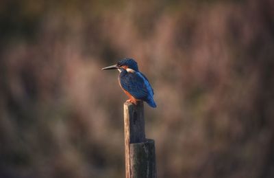 Close-up of bird perching on wooden post