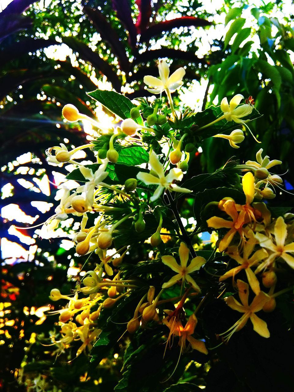 CLOSE-UP OF WHITE FLOWERING PLANTS