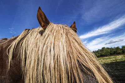 Close-up of horse on field against sky